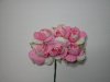 Two Tone Pink Roses*