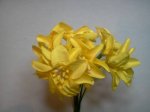 Yellow Flowers*