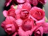 Fuschia Roses*