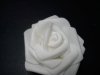 White Foam Roses*