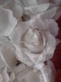 12 White Fabric Roses*