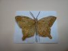 Gold Butterfly small