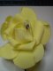 Yellow Foam Roses*