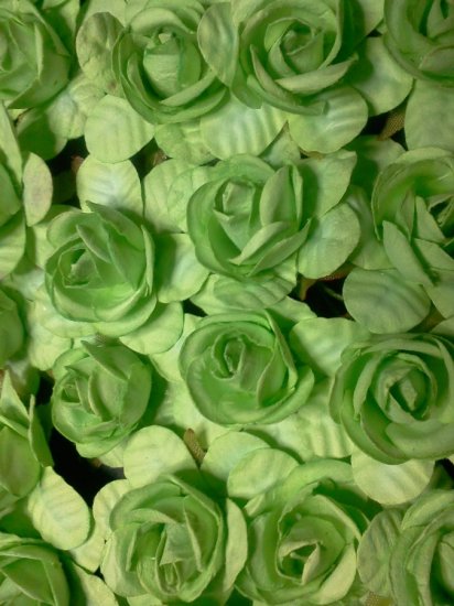 Apple Green Roses* - Click Image to Close