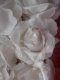 12 White Fabric Roses*
