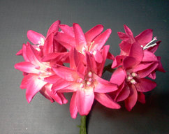 Two Tone Fuschia Flowers* - Click Image to Close